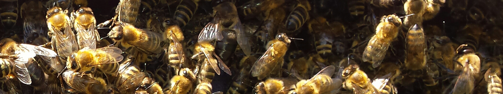 Viele Bienen © Dienstleistungszentren Ländlicher Raum
